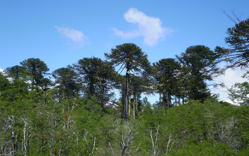 Bosque frondoso